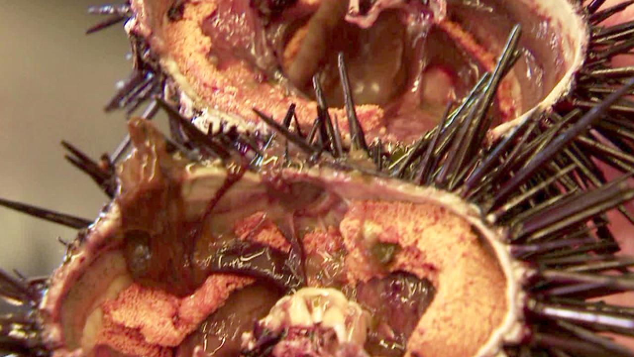 Tasty Test-Tube Sea Urchins