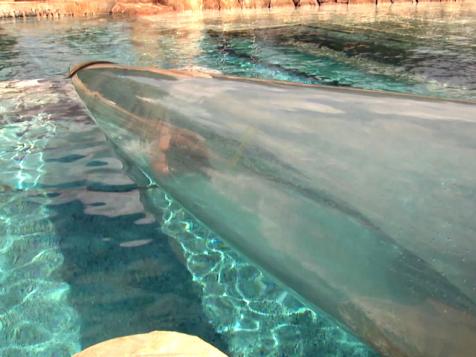 Aquatica's Dolphin Plunge