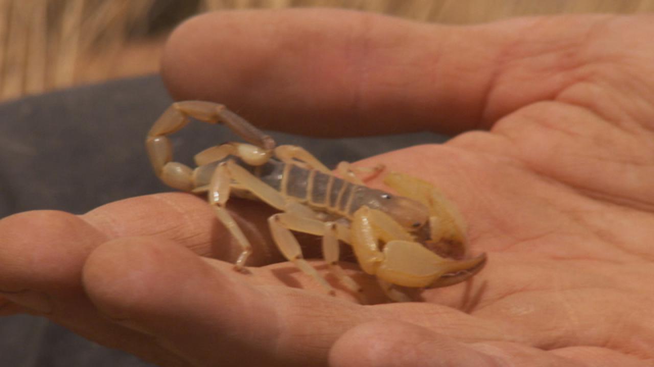 Burrowing Scorpion in Namibia