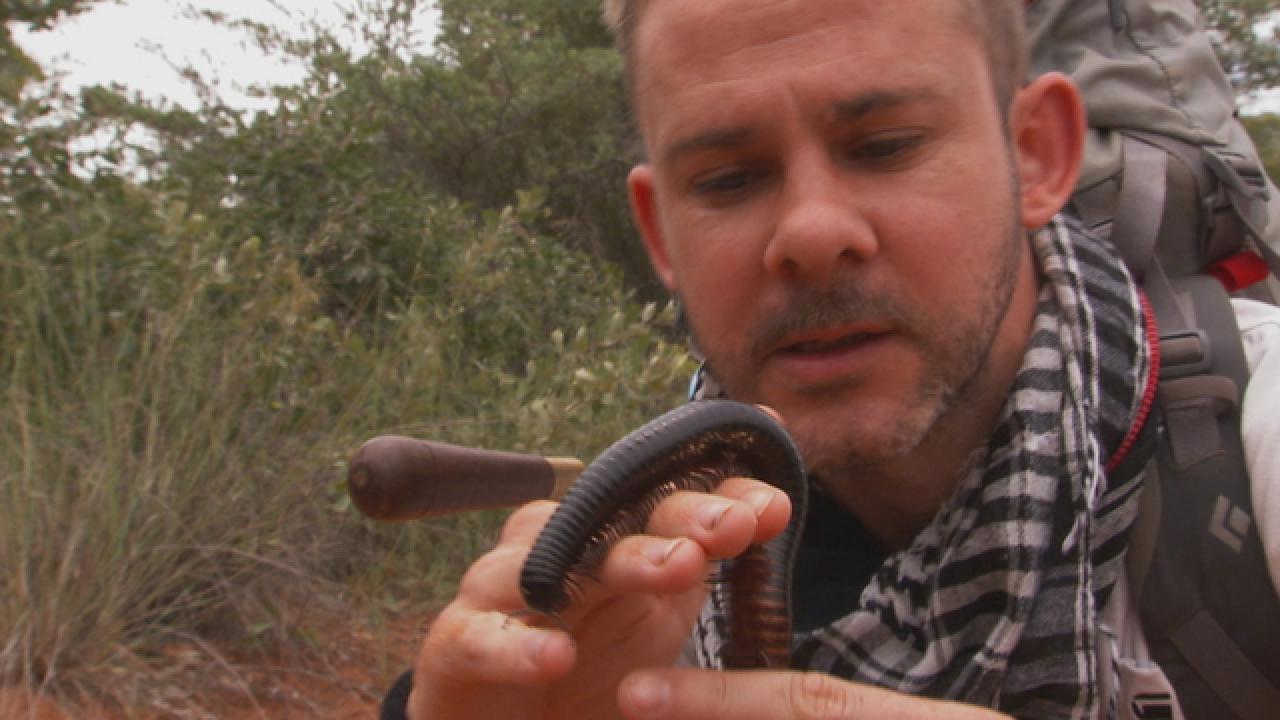 Giant Millipede in Namibia