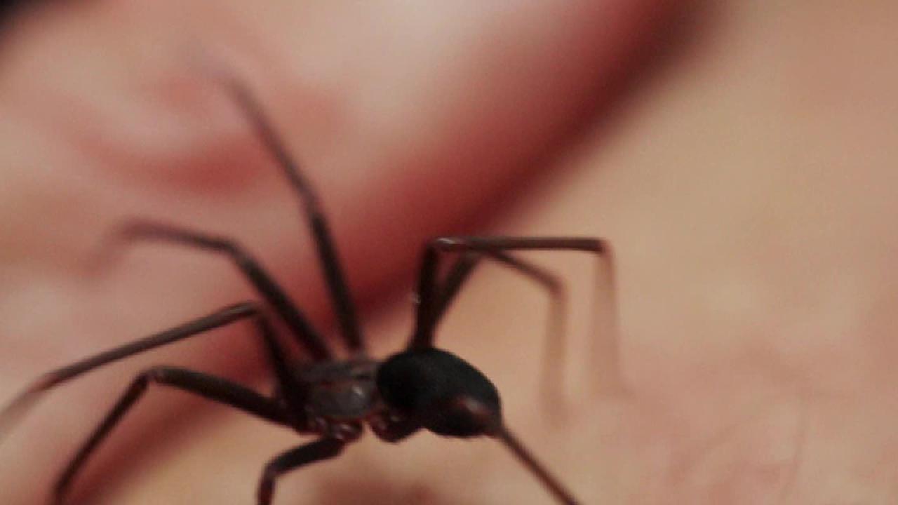 Animal Myth Busted: Brown Recluse Spider