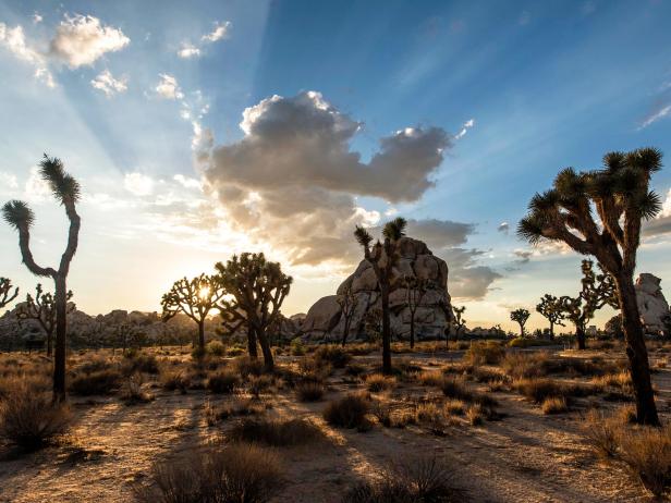 Joshua Tree State Park in Southern California