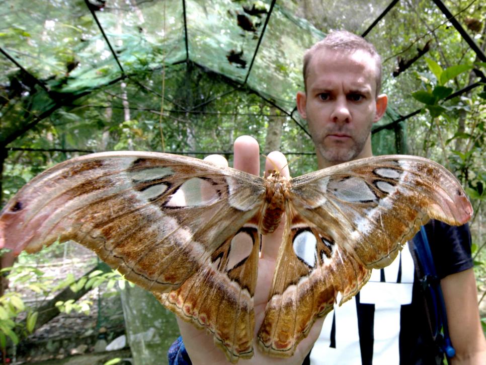 Atlas Moth, Philippines