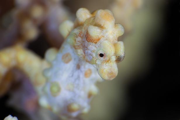 Pygmy Seahorses Found Off the Coast of Leyte, Philippine