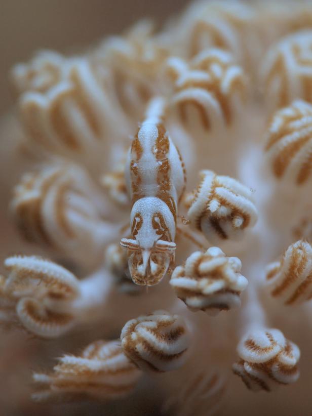  Shrimp in Xenia Soft Corals