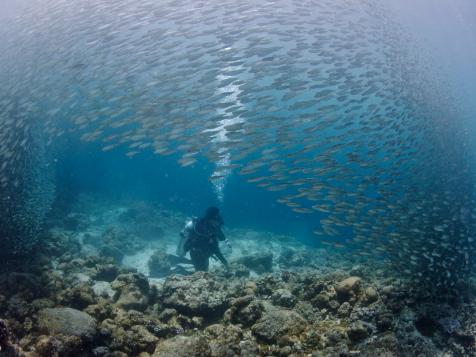 365 Diving in the Philippines