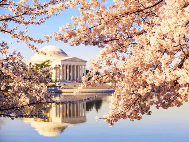 National Cherry Blossom Festival in Full Force, D.C. is Open - The
