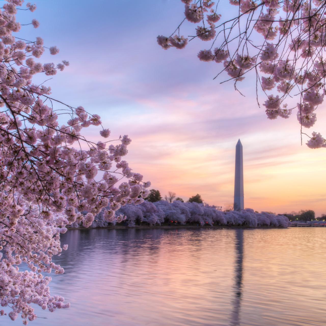 Cherry Blossoms at Washington D.c.s Nats Stadium by Cris 