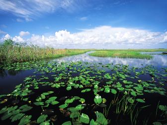 Ride an Airboat in the Everglades