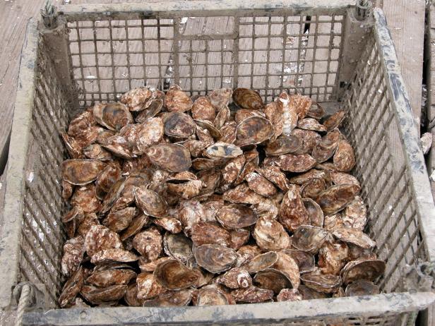 Atlantic Oysters