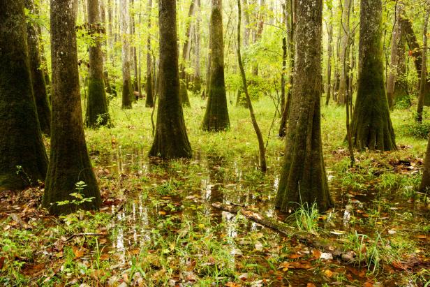 As an important bird sanctuary, visitors to Congaree National Park, one of our nationâ  s newestparks, can stroll boardwalks watching wood duck, wild turkey, barred owls, and whippoorwill amongst cypress trees.
