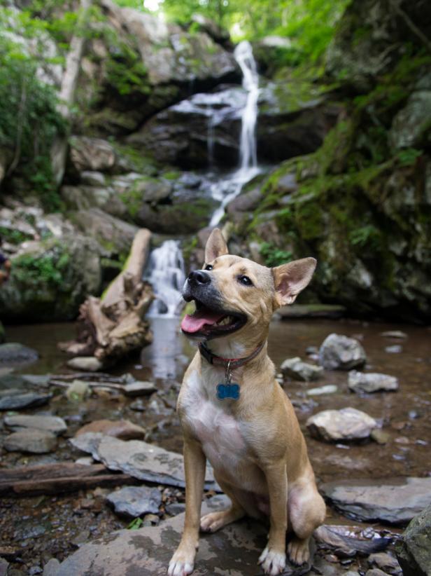 can you bring dogs into national parks