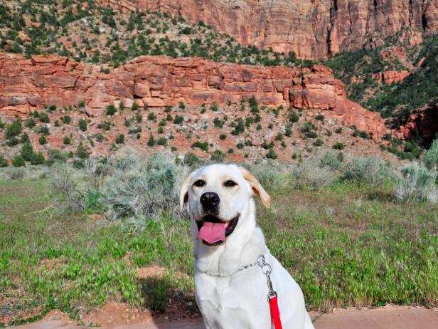 Dog boarding zion national park outlet