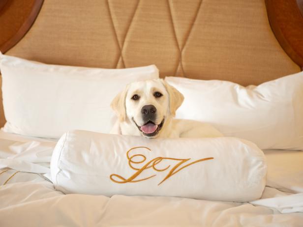 Dog, La Valencia Hotel