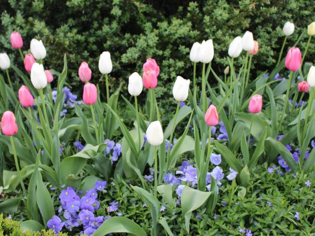 Tulips in Elizabeth Locke's Garden