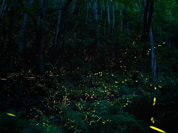 Where to See Synchronous Fireflies Now | Travel Channel Blog: Roam ...