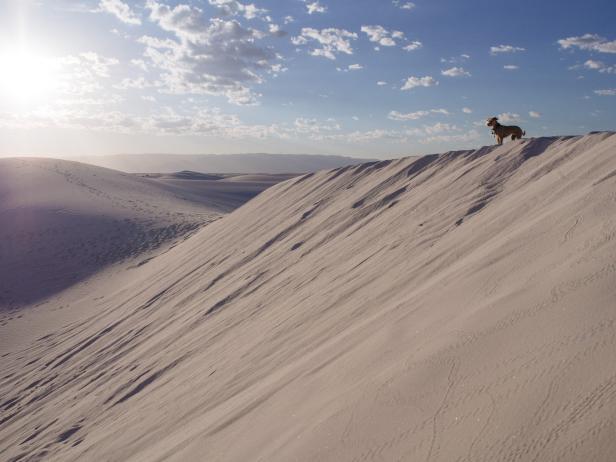 Dog on dune in White Sands New Mexico
