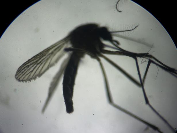 Aedes aegypti mosquito