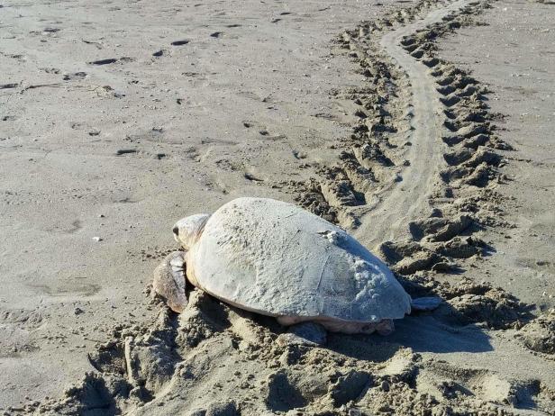 Bald Head Island Turtle Conservation