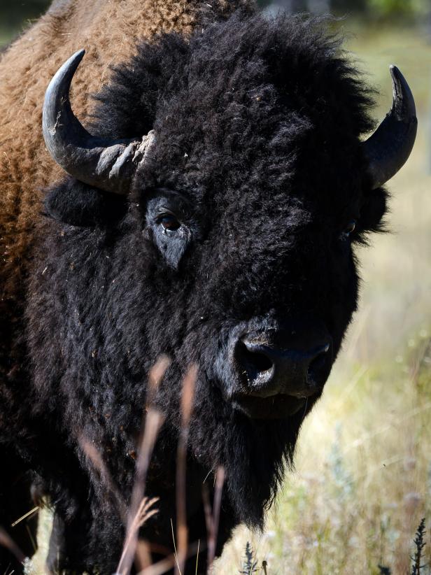 South Dakota's Custer State Park Buffalo Roundup