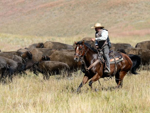 South Dakota's Custer State Park Buffalo Roundup