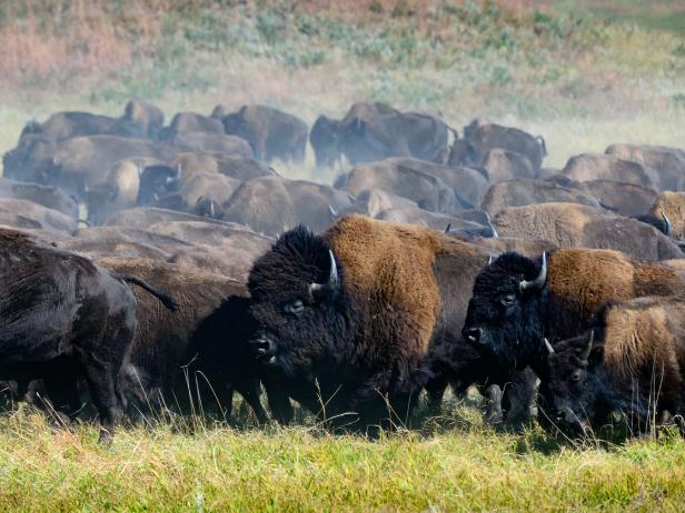 South Dakota's Custer State Park Buffalo Roundup