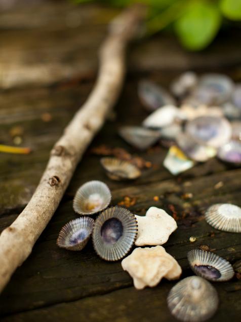 5 hot tips for finding the best shells