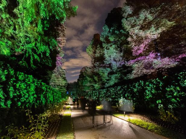 A pathway through an illuminated enchanted forest by night