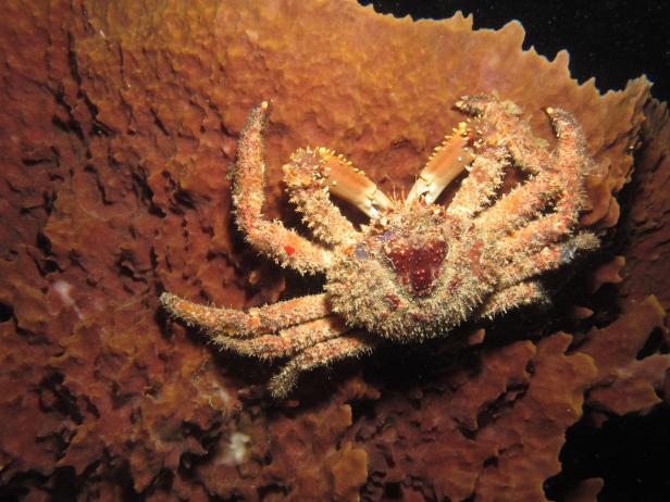 Crab Underwater, St. Croix