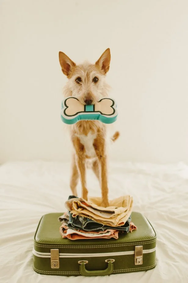  Travel with dogs