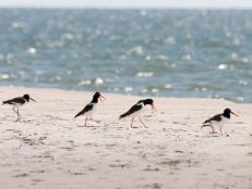 During this writer-naturalist's semi-annual journeys, the barrier island's story is revealed in every-evolving birds and landscapes.