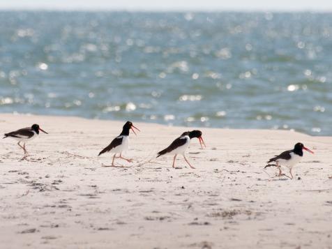 Migration Vacation: Following the Birds to Dauphin Island