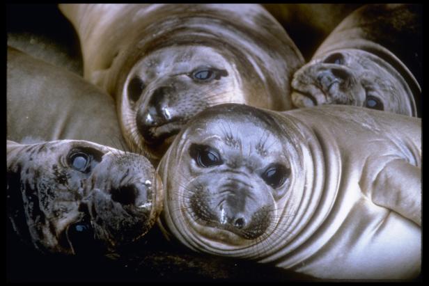 Elephant Seal Pups, Channel Islands National Park, California