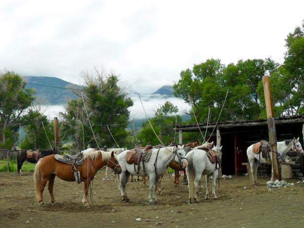 Horses at Zapata Ranch