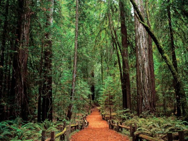 Armstrong Redwoods State National Reserve 