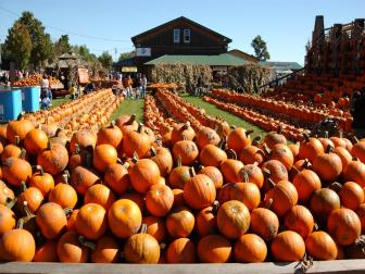 Rows of Pumpkins 