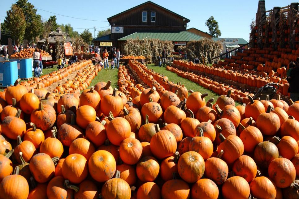 Top 10 U.S. Pumpkin Patches | Travel Channel