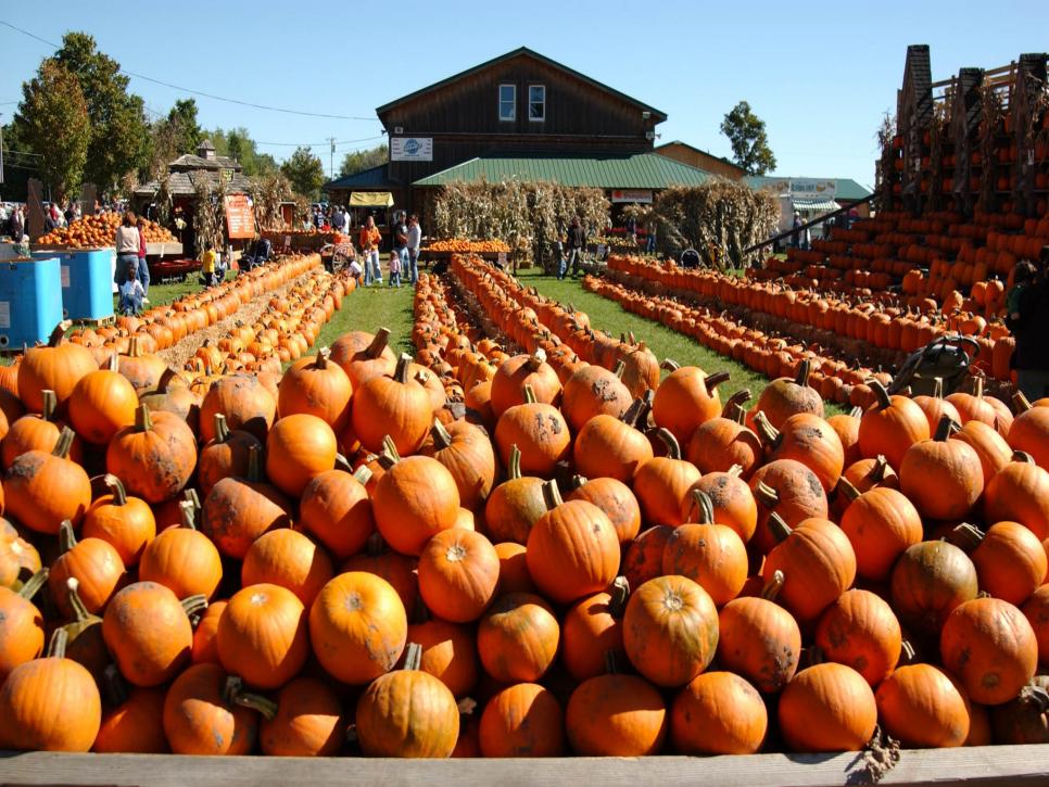 Top 15 U.S. Pumpkin Patches | Travel 