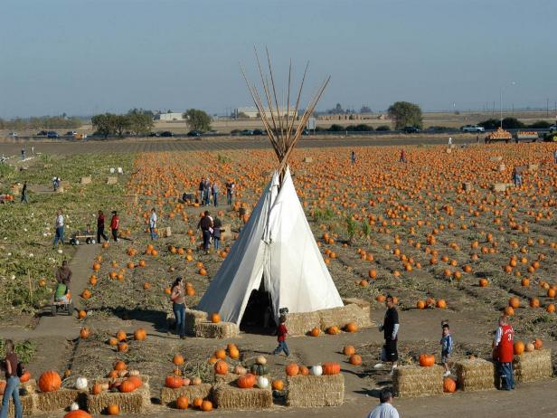 Pumpkin patch deals dixon ca