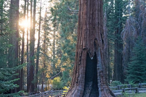 Giant Sequoia Tree at Sequoia National Park