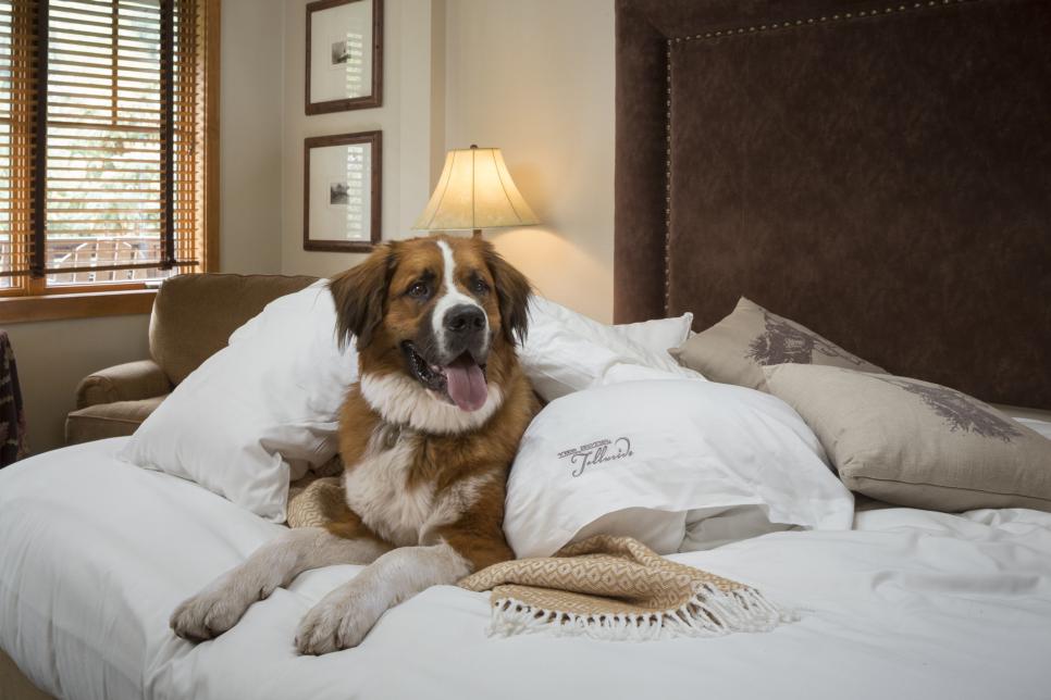 10 Pet-Friendly Vacation Spots to Visit This Year | HGTV