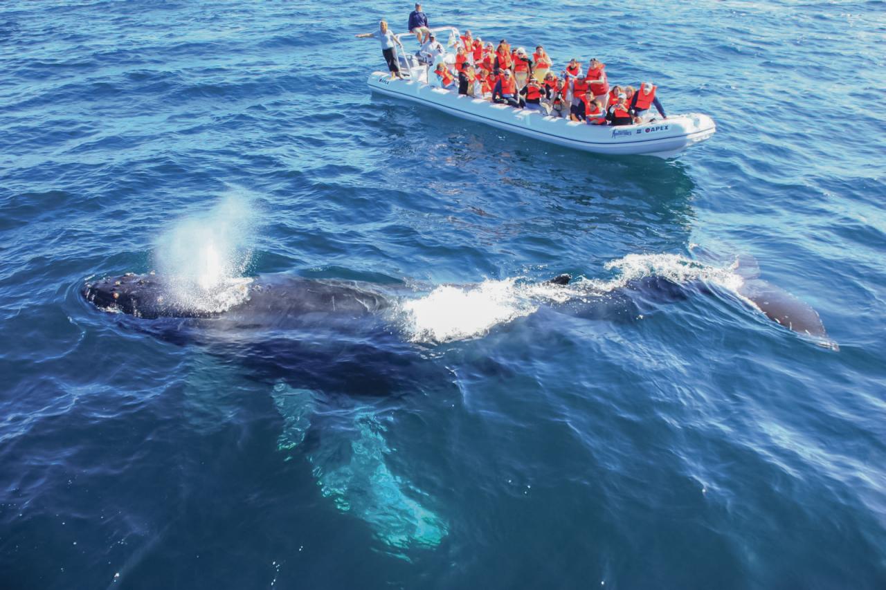 8 Great Places to go Whale Watching | Travel Channel Blog: Roam