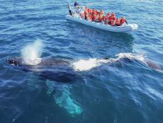 A whale safari will blow your mind.