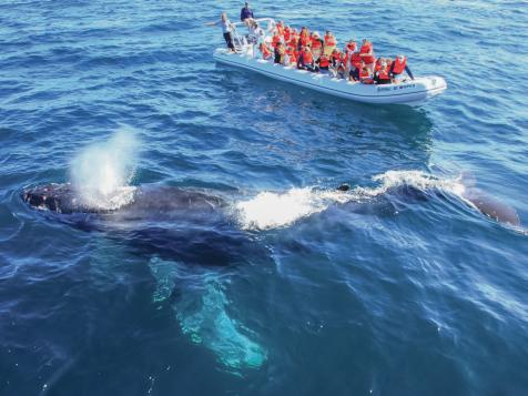 8 Great Places for Whale-Spotting