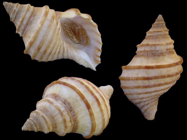 States With Official State Shells