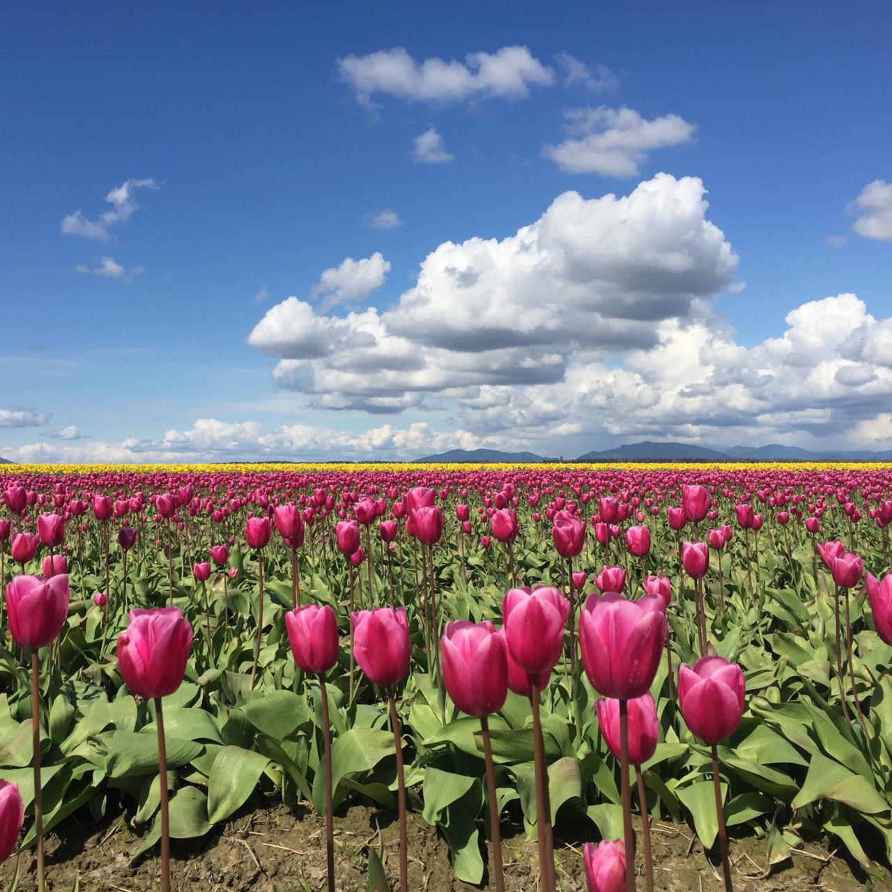 Fresh Tulips:Field Tulips Growers Choice