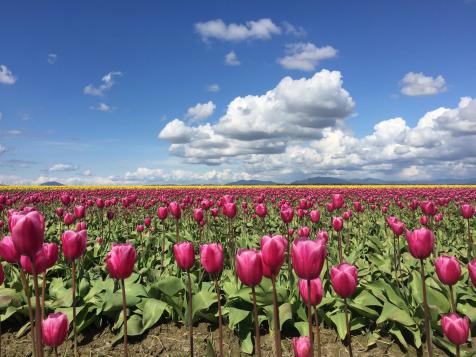 Visit Gorgeous Tulip Fields Without Flying to Holland