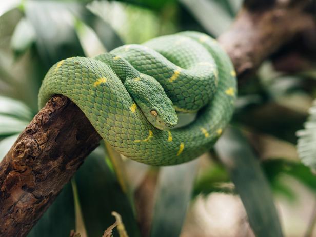 Green Viper Coiled on Branch