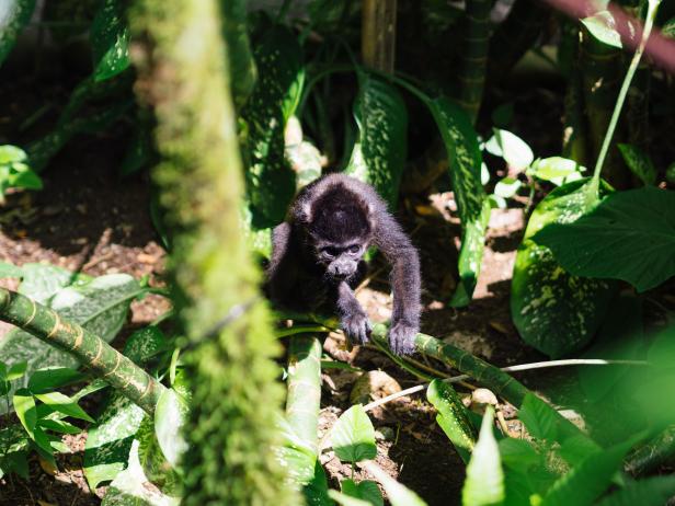 Baby monkey at wildlife rescue