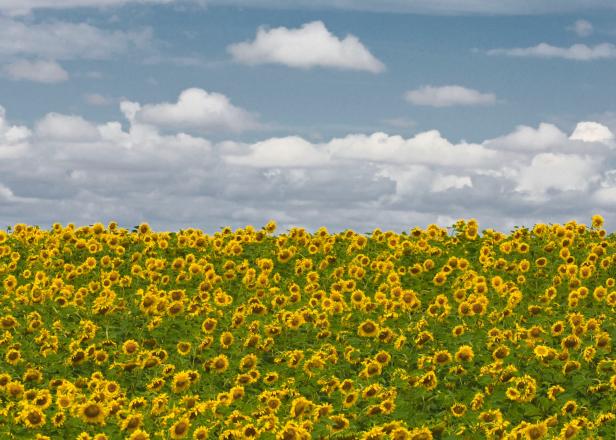 Nebraska Sunflowers